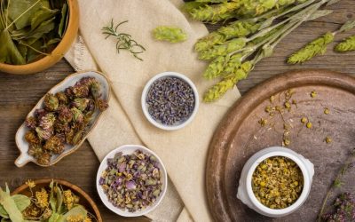 Plantas aromáticas, medicinales y condimentarias del Bierzo: un mundo de posibilidades para tu salud, tu cocina o tu negocio